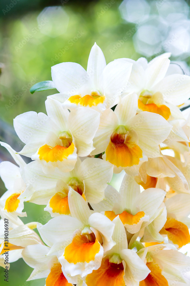 Fototapeta premium dendrobium orchid