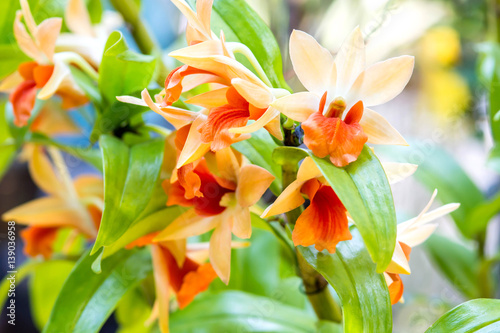 Fototapeta Naklejka Na Ścianę i Meble -  dendrobium orchid