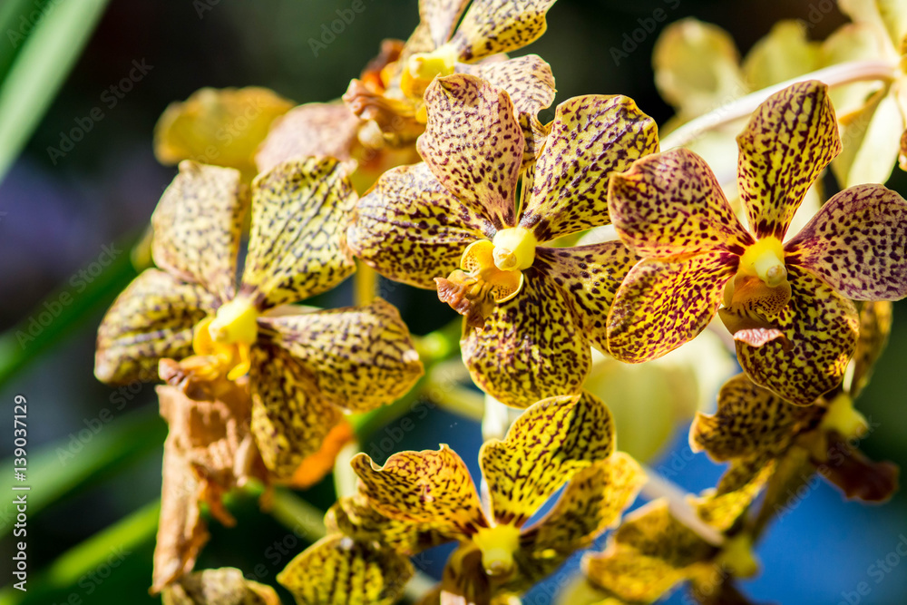 vanda orchids flower