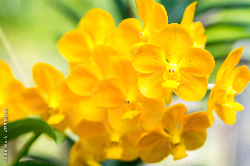 Fototapeta premium vanda orchids flower