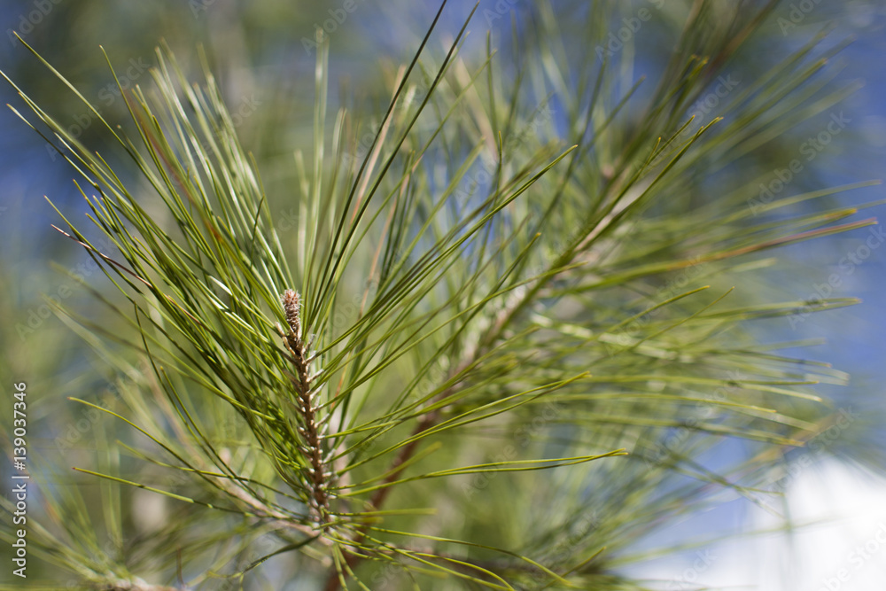 Parasol Pine Branches. Pinus pinea