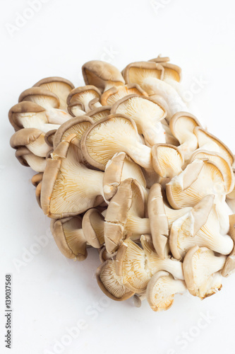 oyster mushrooms on a white background closeup.