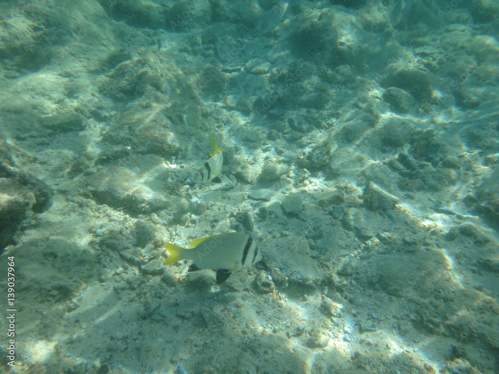 Obraz premium underwater