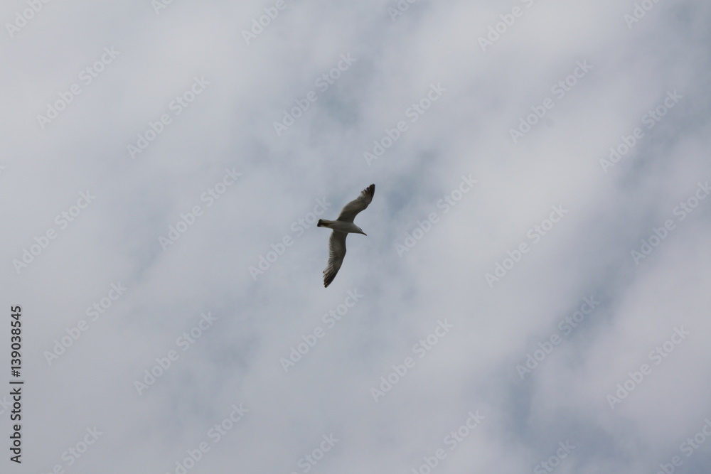 Fototapeta premium flying