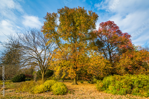 Fototapeta Naklejka Na Ścianę i Meble -  Autumn color at Cylburn Arboretum, in Baltimore, Maryland.
