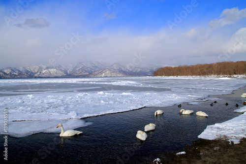 Of the swan that has been blocked by ice lake Kussharo photo