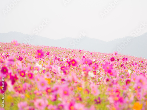 Fototapeta Naklejka Na Ścianę i Meble -  cosmos flower field on mountain