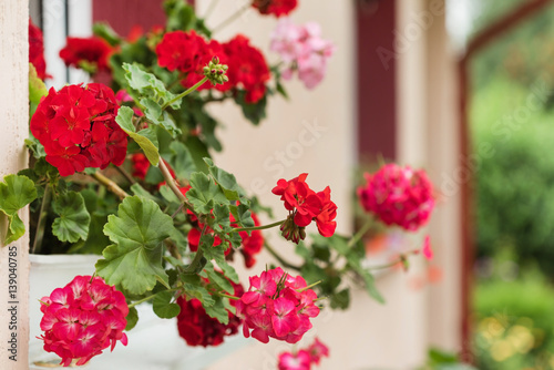 Fototapeta Naklejka Na Ścianę i Meble -  geranium flowers