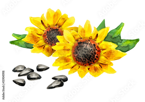 Sunflower seeds, watercolor