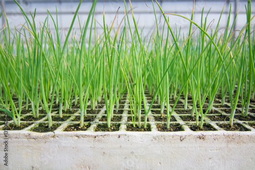 Seedlings of onions in a greenhouse