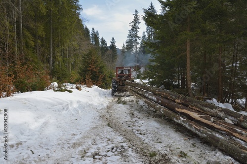 Skidding timber / Tractor is skidding cut trees out of the forest. photo