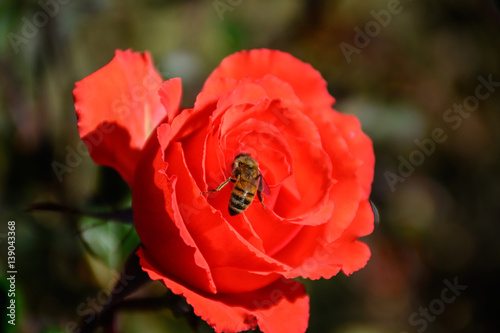 Bee on the red rose
