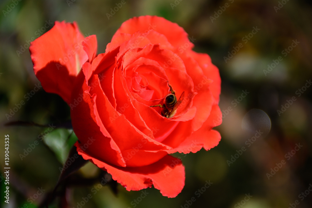 Bee on the red rose