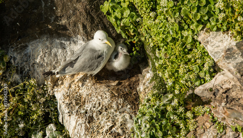 Fotografie Cute baby seagull with mother in nestling