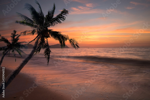 Palm tree sandy beach sunrise © ptyphoto