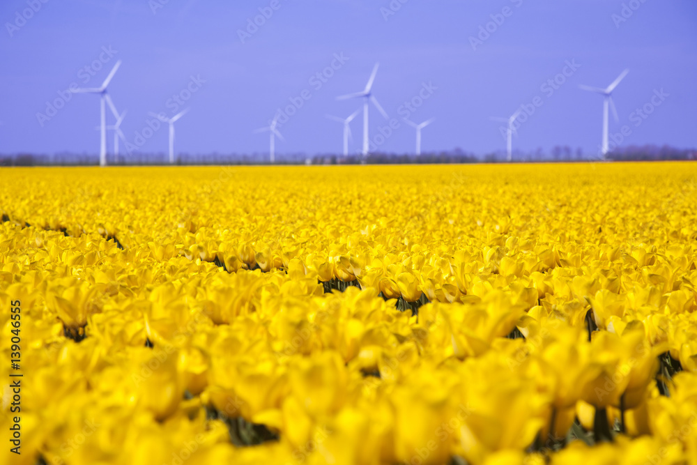 Windmill and colorful tulips in spring of flowers
