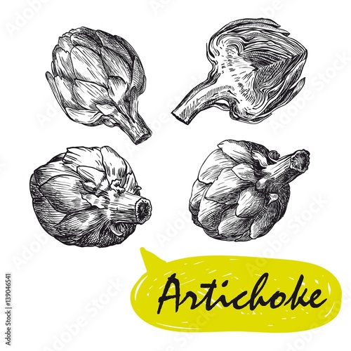 artichoke sketches. harvesting