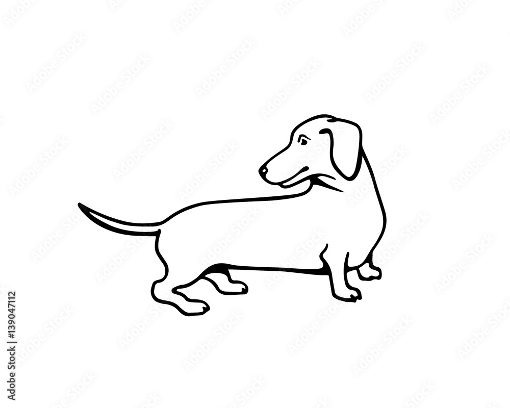 Hand drawn dachshund