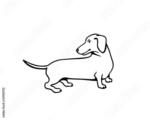 Hand drawn dachshund