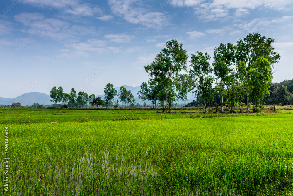 Obraz premium Thai agriculture