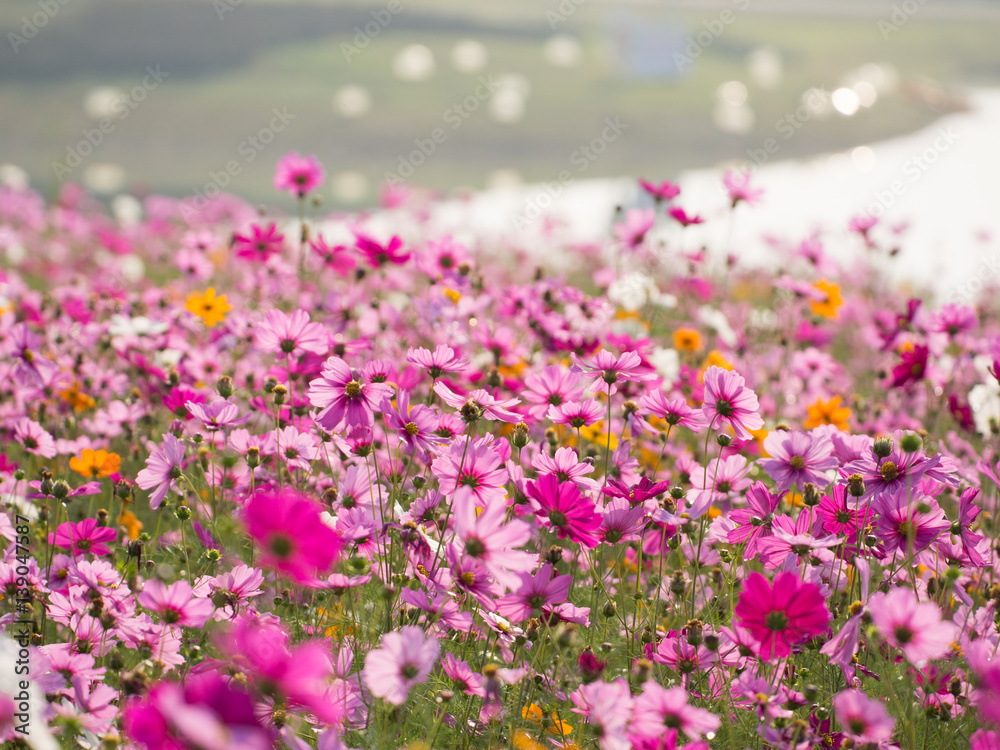 cosmos flower field on mountain cosmos flower field on mountain