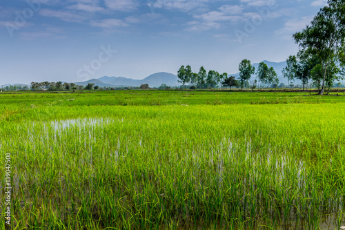 Thai agriculture