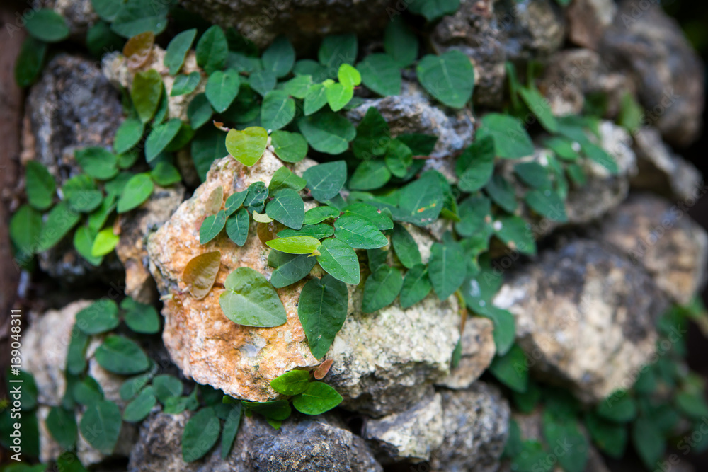 Old stone wall with leaves and moss Old stone wall with leaves and moss