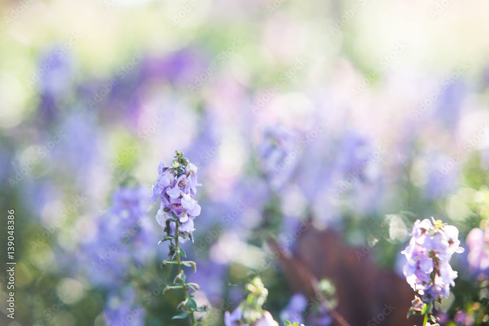 Naklejka premium Spring background,The little purple flowers in the morning