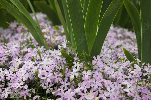 Blue phlox and iris leaves in the spring garden.
