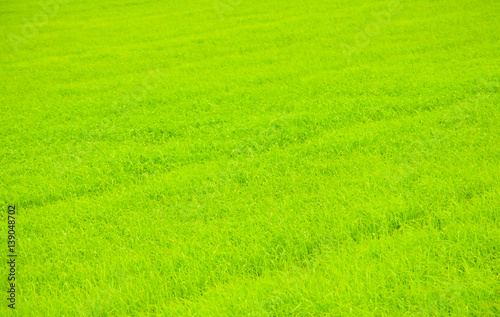 Rice field in Southern part of Thailand