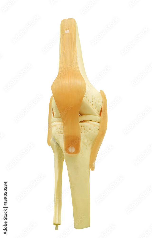 plastic study model of a knee replacement clipping path. plastic study model of a knee replacement clipping path.