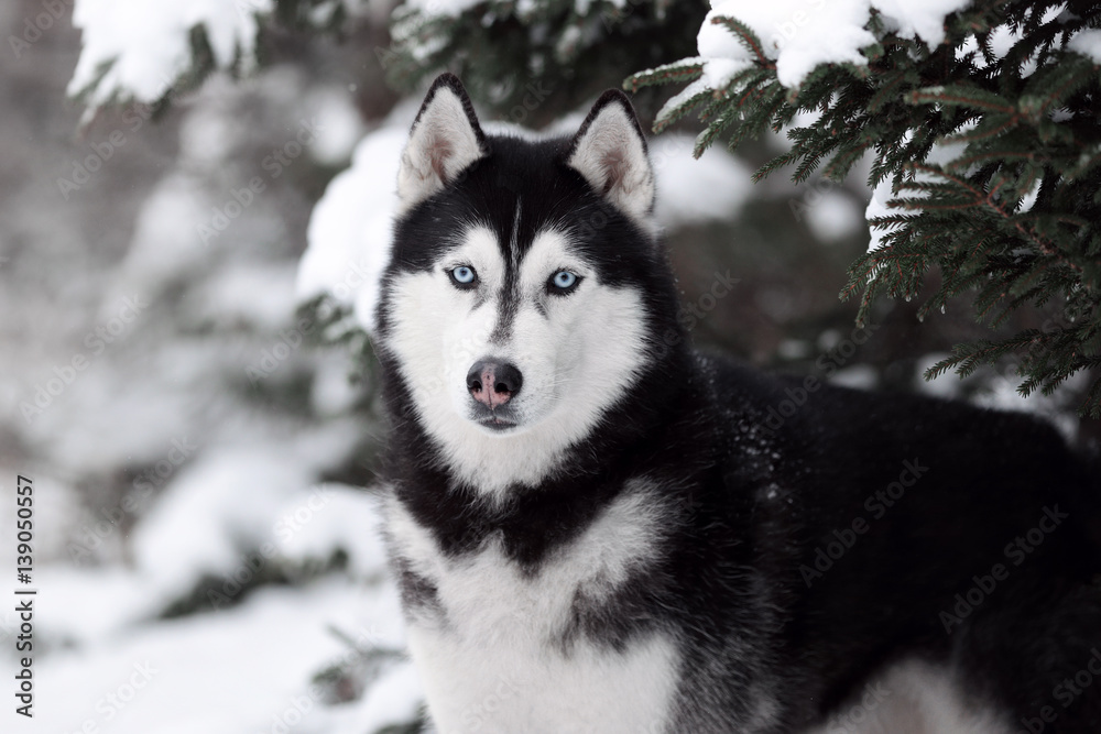 Beautiful dog Siberian husky portrait outdoors