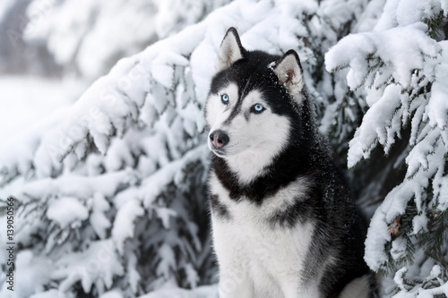 Beautiful dog Siberian husky portrait outdoors photo