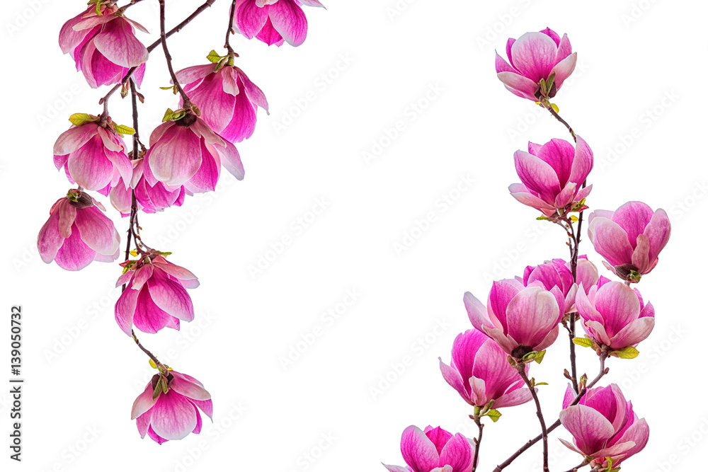 Naklejka premium Magnolia flower blossom isolated on white background
