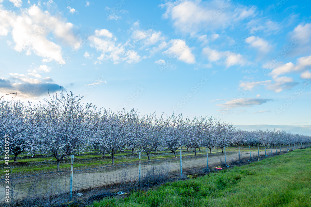 Plum Trees