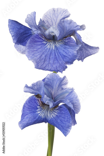 Fototapeta Naklejka Na Ścianę i Meble -  iris flower isolated
