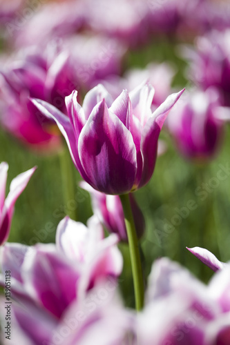 Beautiful close up macro tulip