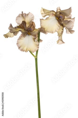 Fototapeta Naklejka Na Ścianę i Meble -  iris flower isolated