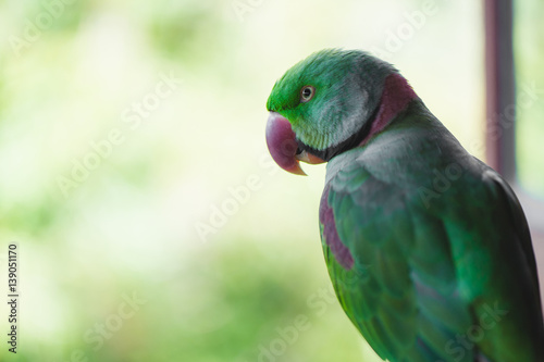 Portrait of Ringnecked Parakeet photo