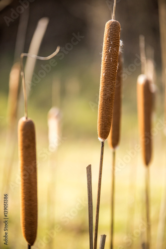 Photography Beautiful broadleaf rushes in the marsh