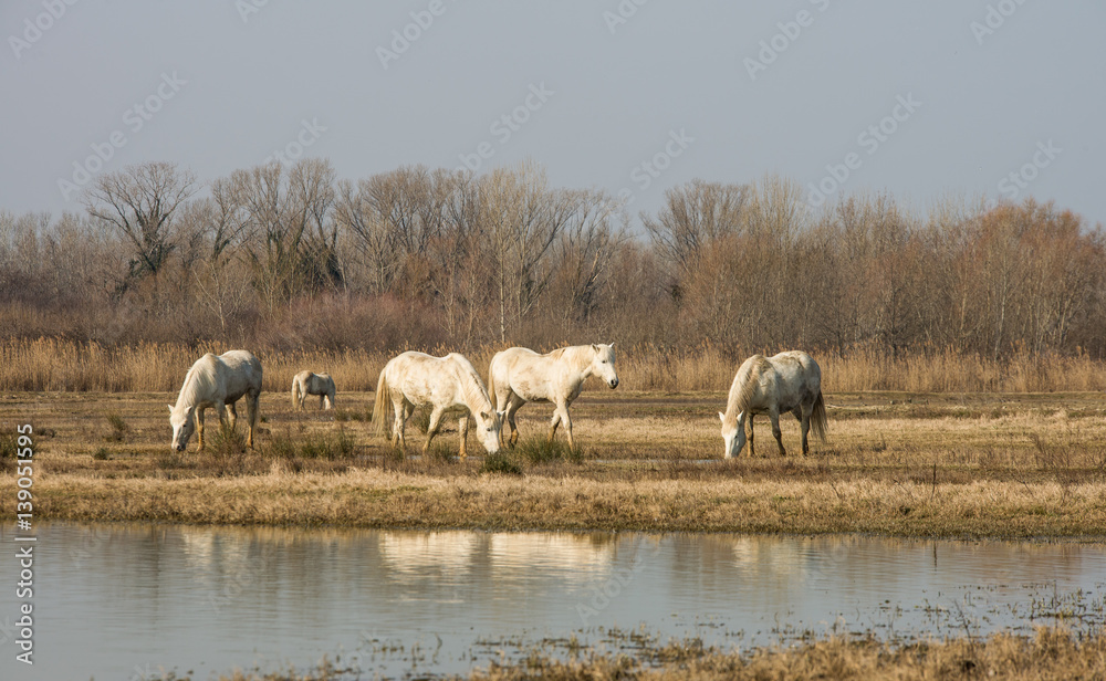 Fototapeta premium Beautiful Camargue horses in Natural reserve park of river Isonzo