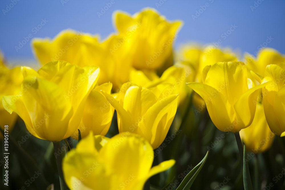 Tulips in spring,colourful tulip Tulips in spring,colourful tulip