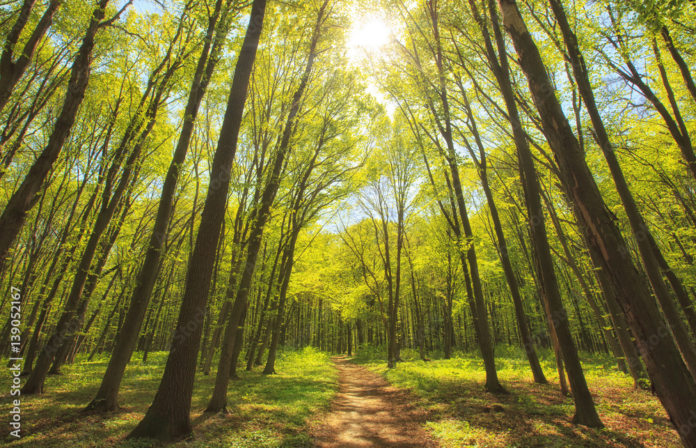 Fototapeta premium Beautiful morning green forest