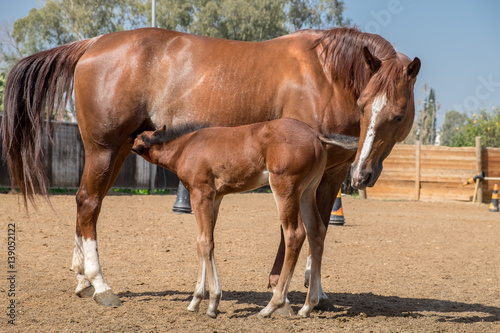 A brown mare and her foal at paddock