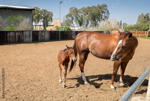 A brown mare and her foal at paddock © vadiml