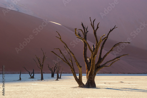 Dead Camelthorn trees in Deadvlei at sunrise. Sossusvlei dunes  Namib Naukluft national park  Namibia.