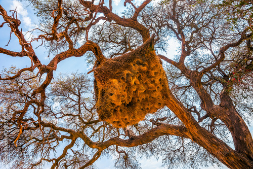 Sociable Weavers nest hanging of the tree on blue sky background in Namibia. photo