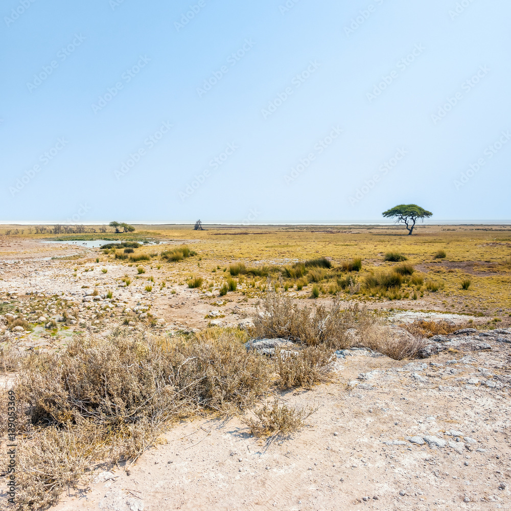 Etosha Pan and the open savanna plains of Etosha national park near Salvadora waterhole in the dry season. Namibia, Africa.