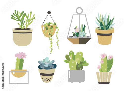 Succulent and cactus set. Collection in flat style.