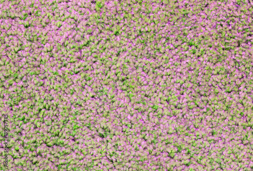 Carpet texture close-up
